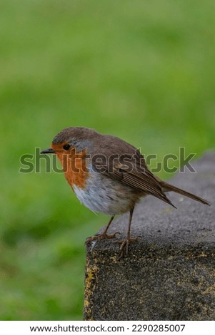 Similar – Image, Stock Photo Robin in the Azores