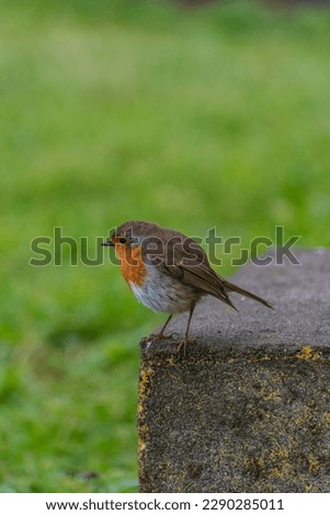 Similar – Image, Stock Photo Robin in the Azores