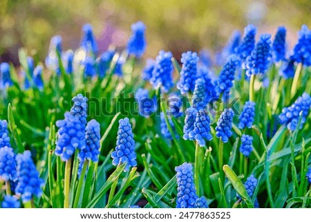 Similar – Image, Stock Photo A grape hyacinth blooms in the garden, moistened with drops of water.