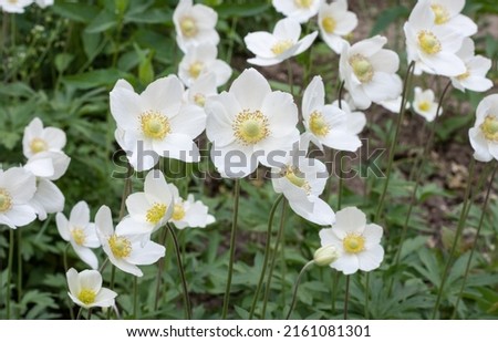 Beautiful delicate white flowers, known as snowdrop anemone or snowdrop windflower (wood anemone). Flowers have five petals and yellow center and are fragrant. Selective focus, bokeh effect, outdoor. Imagine de stoc © 