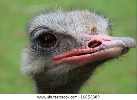 quick birds, the ostriches of poultry,  beautiful birds