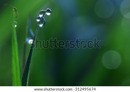 Grass with drops of morning dew on a blurred background