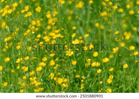 Similar – Foto Bild Hahnenfuß Hahnenfuß Blumen in verschiedenen Farben