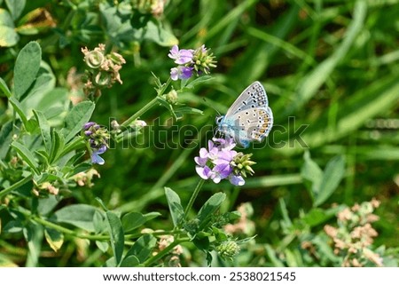 Similar – Foto Bild Ein Schmetterling sitzt auf einer Hand