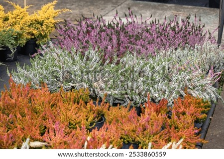 Similar – Image, Stock Photo Flowering heather as background