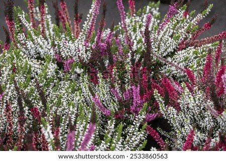 Similar – Image, Stock Photo Flowering heather as background