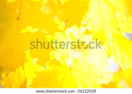 Yellow leaves of a maple shined by a sunlight