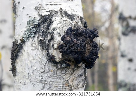A growth on the birch - medicinal mushroom chaga.