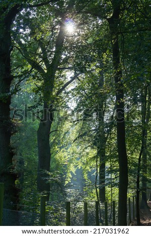 Sunlight through the trees and morning mist