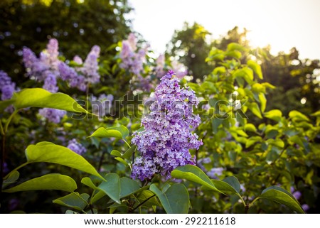 Beautiful violet flowers of lilac in park/Beautiful violet flowers of lilac in park