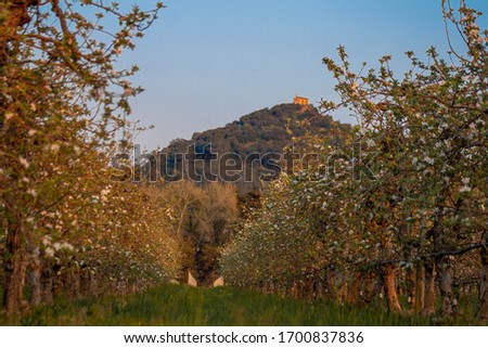Rows of blossoming apple trees with mountain in the background Foto stock © 