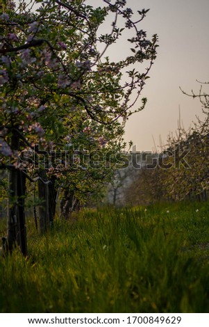 Rows of blossoming apple trees at sunset Foto stock © 