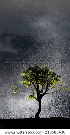 tree alone in the rain