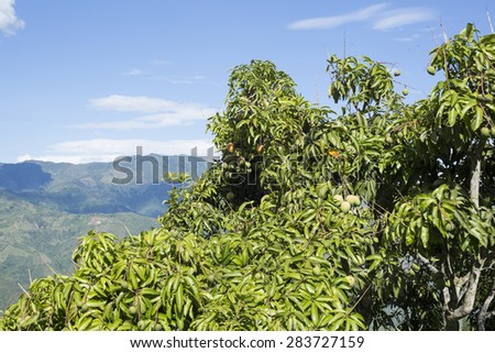 Mango tree with blue sky