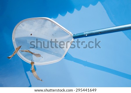 Cleaning swimming pool of fall leaves with blue skimmer before closing
