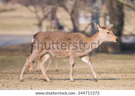 Cute Deer at Nara Park, Japan
