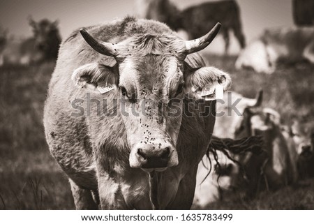 Image, Stock Photo Pyrenean cow looking at the camera