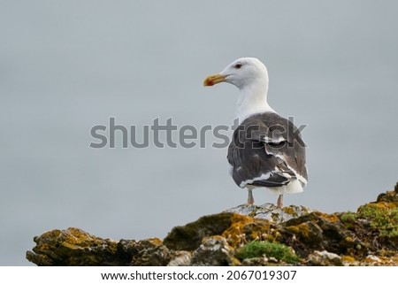 The great black-backed gull perched on a rock Stock foto © 