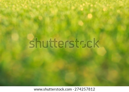 abstract natural Fresh green grass background