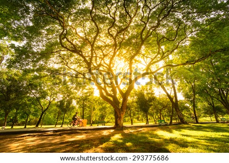 Nature sunset scene. Summer Park. Beautiful field with trees. with Sun Rays. Summertime