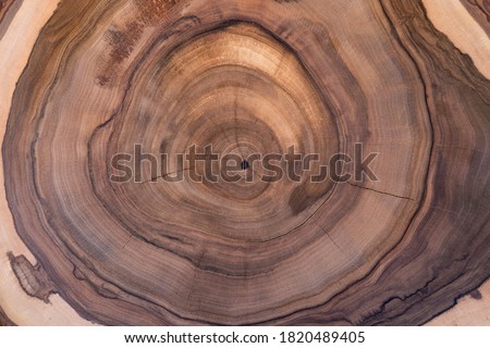 Similar – Image, Stock Photo Old segments Wood Pattern