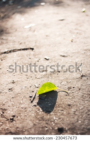 Green leaf. Fallen from tree leaf on ground in sunlight. Natural background