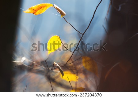 Yellow autumn leaves. Golden foliage. Autumn mood. Natural background. Blur