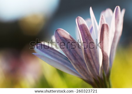 Purple flower in sunlight. Autumn flower in garden. Beautiful colors. Macro. Bokeh