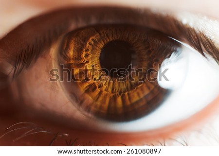 Brown eye. Texture of human eye. Structure of eye. Macro