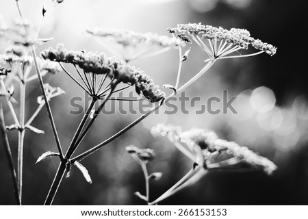 Summer field plants in morning dew. Macro. Bokeh. Black and white photo