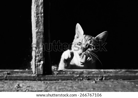 Cat in window. Kitty in window catches flies. Funny photo. Laughing pet. Black and white photo