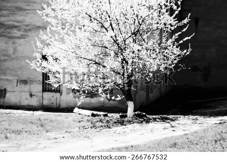 Blooming apricot. Apricot tree blossoms in school yard. Seasonal blooms. Black and white photo