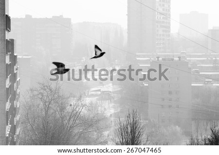 Pigeons and city. Pair of doves flying in background of city street. Black and white photo