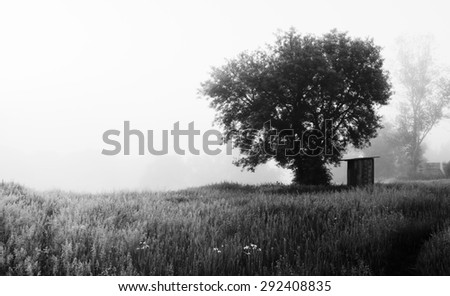 Tree and rustic toilet in fog on hill. Ghostly, mystical mood. Panorama. Black and white photo