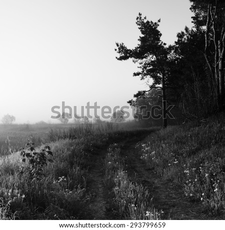Village road and meadow in mist at dawn. Beautiful sunny dawn. Black and white photo