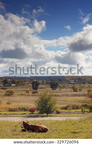 Rural landscape with cow. Little bull basking in sun on hill below clouds. Midday cloudy sky. Animal Farm