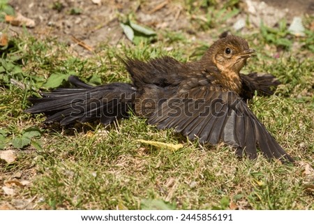 Foto Bild Amsel im Sonnenschein