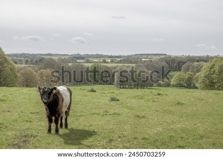 Similar – Image, Stock Photo Galloway beef nose and mouth