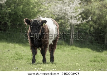 Similar – Image, Stock Photo Galloway beef nose and mouth