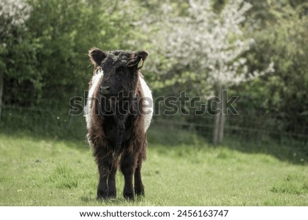 Similar – Image, Stock Photo Galloway beef nose and mouth