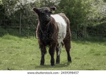 Similar – Image, Stock Photo Galloway beef nose and mouth