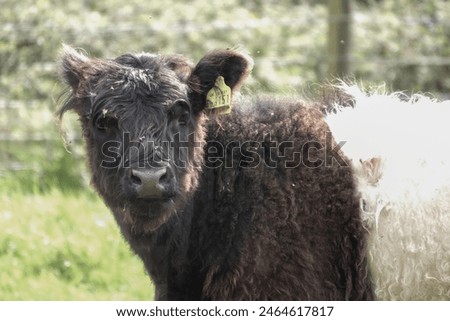 Similar – Image, Stock Photo Galloway beef nose and mouth