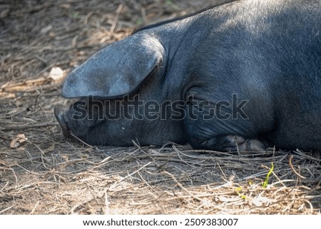 Similar – Foto Bild Gesundes Schwein ruht im Schweinestall