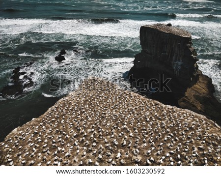 Similar – Image, Stock Photo Young gannet Environment