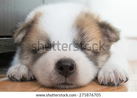 close up cute Thai Bang Kaew sleeping puppy