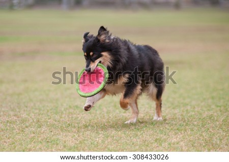 Enthusiastic Border Collie dog runs with the frisbee.