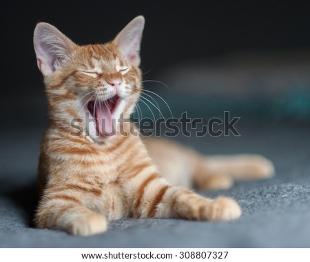 Furry Tabby kitten lying with a sleepy yawn
