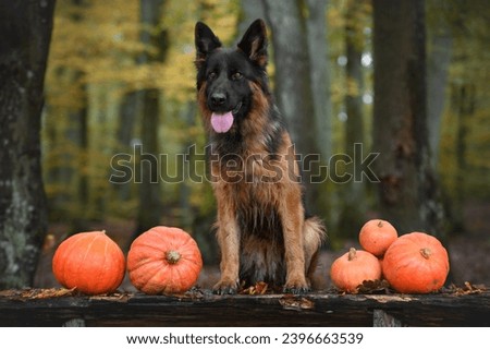 Similar – Image, Stock Photo German Sheppard dog posing at the boat