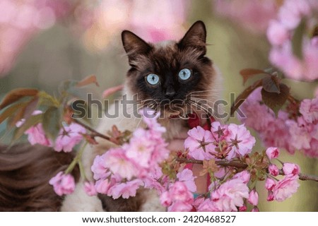 Similar – Image, Stock Photo Cat in front garden Red