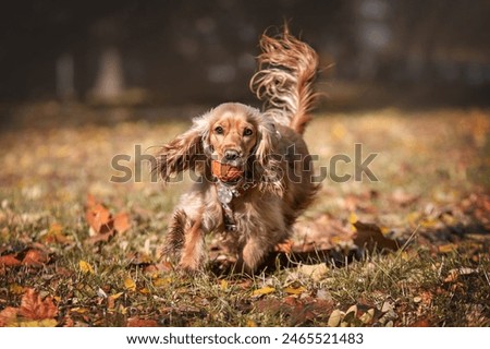 Similar – Foto Bild Gassigehen mit Cocker spaniel